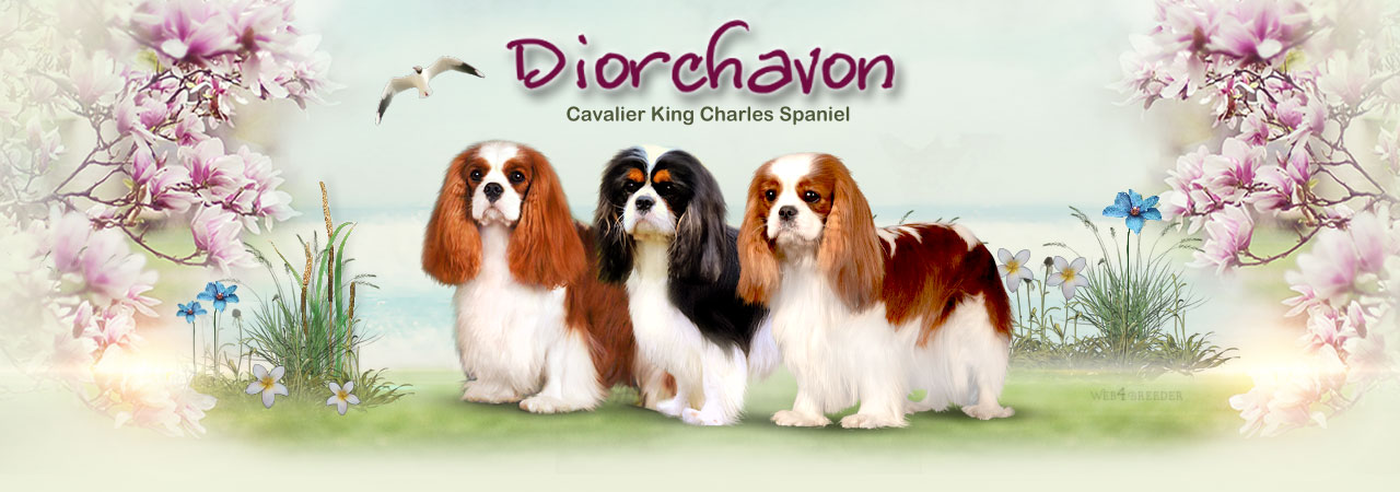 Diorchavon Cavalier King Charles Spaniel